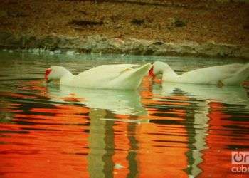 Patos en el agua / Foto: Ernesto Herrera Pelegrino