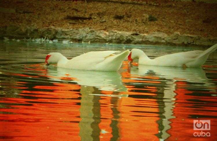 Patos en el agua / Foto: Ernesto Herrera Pelegrino