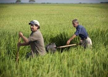 Cosecheros de arroz en Texas. Foto: Michael Stravatovia/ The Texas Tribune