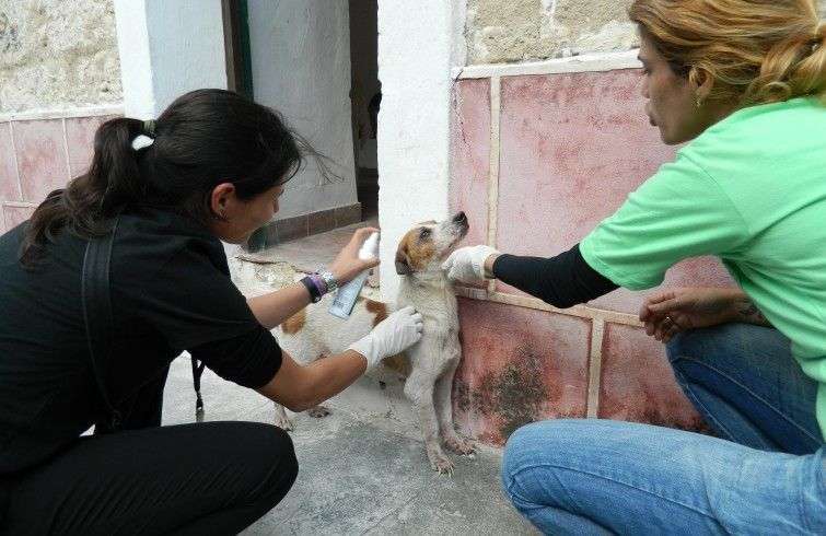 Foto: Cortesía de Protección de animales de la Ciudad