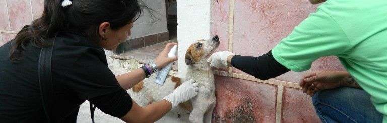 Foto: Cortesía de Protección de animales de la Ciudad