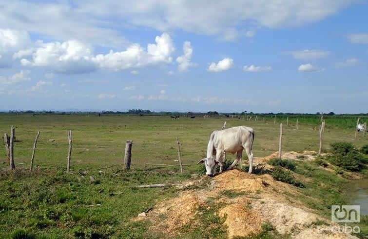 A unos 300 o 400 metros de altura, en medio de esta extensa planicie del sur pinareño, se ha aparecido al menos dos veces un OVNI.