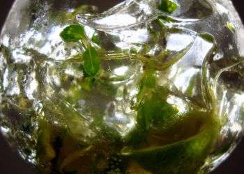 Mojito ¿con Chispae´tren?