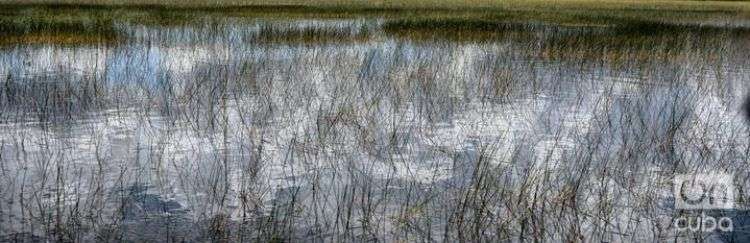 Everglades, durante el dominio españo llamado Cañaveral de la Florida. Foto: Sergio Cabrera.