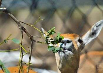 El Antílope, mamífero natural de Oriente Medio, Asia y África, es comunmente confundido con el ciervo. Zoológico de Camagüey. Foto: Otmaro Rodríguez.