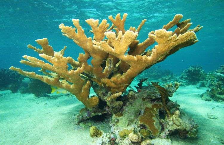 Jardines de la Reina, el parque marino más grande del Caribe. Foto: Noel López Fernández.