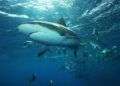 Nadar con tiburones es una de las atracciones turísticas más demandadas en Jardines de la Reina. Foto: Noel López Fernández.