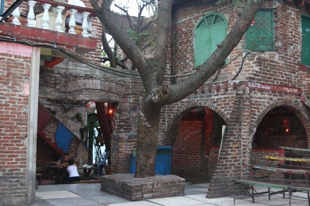 Árbol bajo el cual está enterrada "Moña". Foto: Alexis Castañeda.