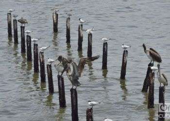 La erosión del mar y la falta de recursos han llevado a la pérdida del muelle. Foto: Otmaro Rodríguez.