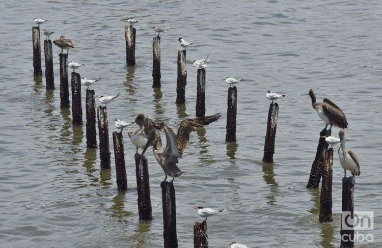 La erosión del mar y la falta de recursos han llevado a la pérdida del muelle. Foto: Otmaro Rodríguez.