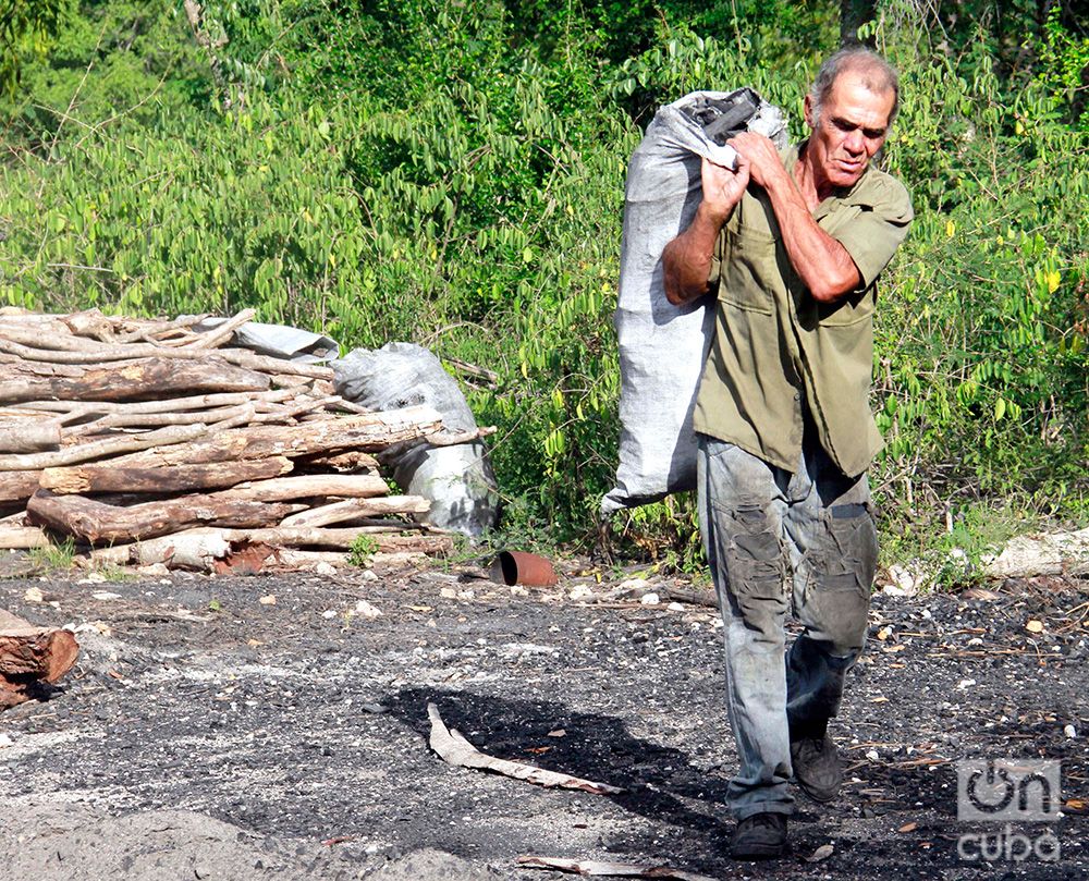 Carbonero cubano. Foto: Luis Gabriel.