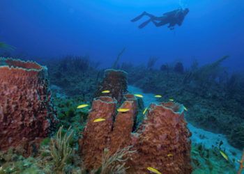 Comunidades de esponjas y corales en el Parque Nacional Guanahacabibes, Cuba. Foto: Jesse Cancelmo / Cuba’s Twilight Zone Reefs and Their Regional Connectivity.