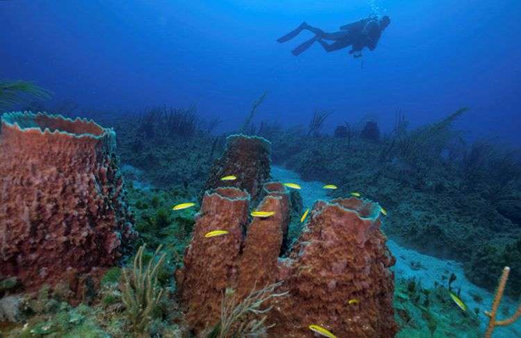 Comunidades de esponjas y corales en el Parque Nacional Guanahacabibes, Cuba. Foto: Jesse Cancelmo / Cuba’s Twilight Zone Reefs and Their Regional Connectivity.