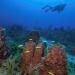 Comunidades de esponjas y corales en el Parque Nacional Guanahacabibes, Cuba. Foto: Jesse Cancelmo / Cuba’s Twilight Zone Reefs and Their Regional Connectivity.