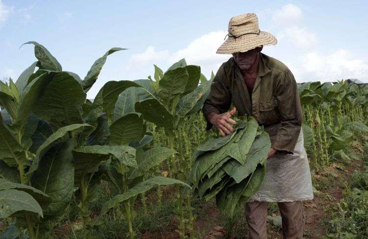 Un trabajador recolecta hojas de tabaco en una finca de San Juan y Martínez, en la provincia de Pinar del Río. Foto: Jorge Luis Baños / IPS.