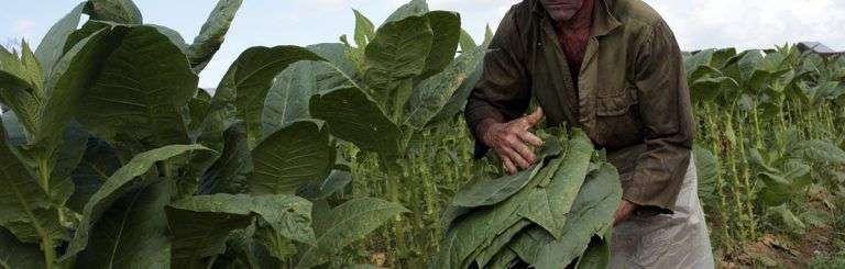 Un trabajador recolecta hojas de tabaco en una finca de San Juan y Martínez, en la provincia de Pinar del Río. Foto: Jorge Luis Baños / IPS.