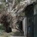 El huracán Irma descargó su furia contra los árboles. Foto: Claudio Pelaez Sordo.