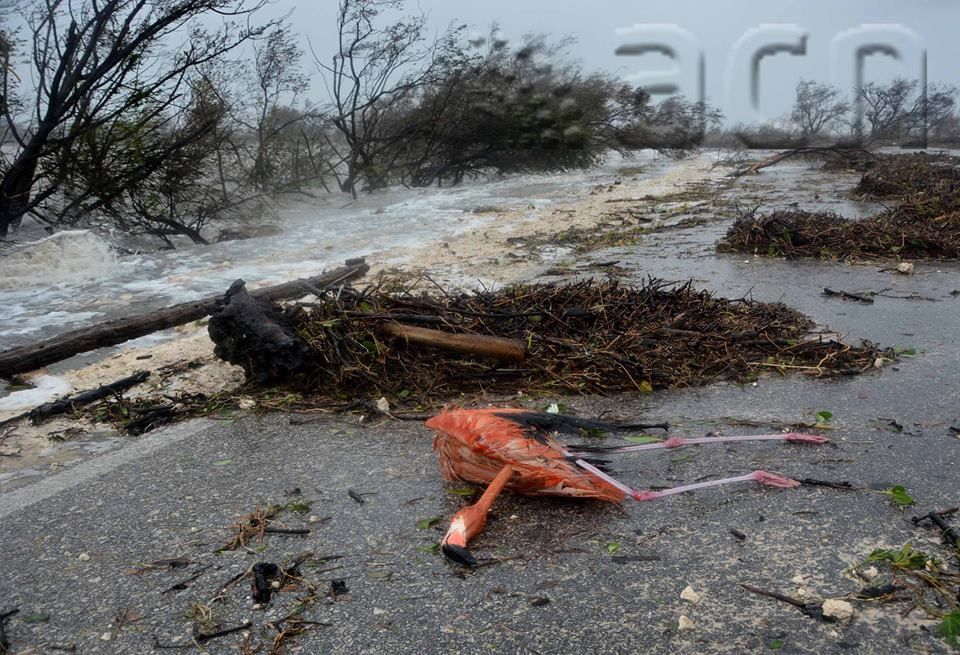 "El desastre es enorme en los hoteles y en todo Cayo Coco y Guillermo. Ahí les dejo una imagen que me impactó." Foto: Osvaldo Gutiérrez / ACN