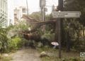 El huracán Irma descargó su furia contra los árboles. Foto: Noel Rodríguez.