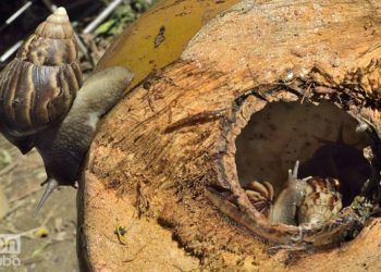 Los caracoles han invadido las tierras de una cooperativa en Arroyo Naranjo. Foto: Otmaro Rodríguez.