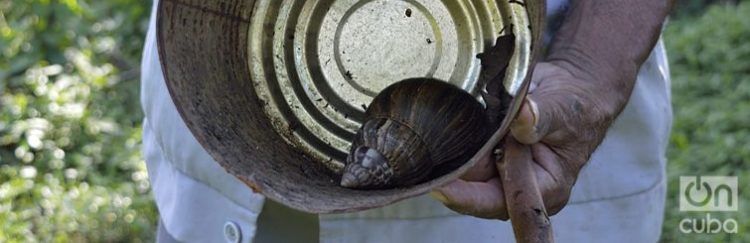 El caracol gigante africano se ha expandido por toda Cuba en pocos años. Foto: Otmaro Rodríguez / Archivo.