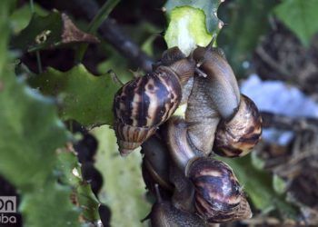 El caracol gigante africano se ha extendido por Cuba como una plaga. Foto: Otmaro Rodríguez / Archivo.