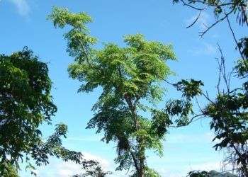 Aralia rex en Sierra de la Caoba, Parque Nacional Viñales, Pinar del Río, Cuba. Tomada en julio de 2007 por Ramiro Chaves. Foto: Wikipedia.