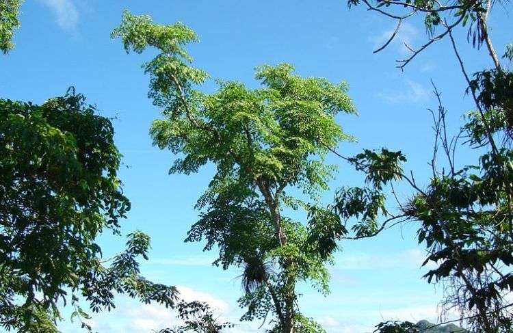 Aralia rex en Sierra de la Caoba, Parque Nacional Viñales, Pinar del Río, Cuba. Tomada en julio de 2007 por Ramiro Chaves. Foto: Wikipedia.