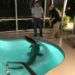 Expertos retiran a un caimán de una piscina en Sarasota, Florida. La policía recibió la llamada sobre la presencia del animal en el lugar el viernes 30 de marzo. Foto: Oficina del Sheriff del Condado Sarasota vía AP.