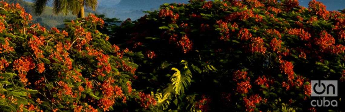 La naturaleza es uno de los grandes valores de Viñales. Foto: Guillermo Seijo.