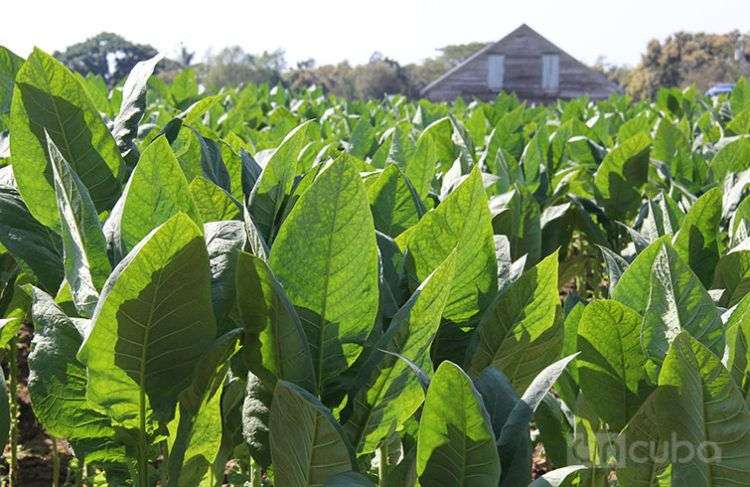 Producción de tabaco en Cuba