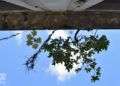 Las plantas han tomado algunos edificios en La Habana. Nacieron por obra del viento o los pájaros moviendo semillas de un lugar a otro. Foto: Otmaro Rodríguez.