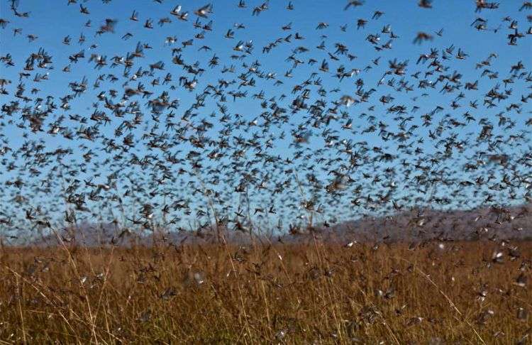 Las langostas podrían dañar los campos de fútbol del mundial de Rusia 2018. Foto: buscandoladolaverdad.com.