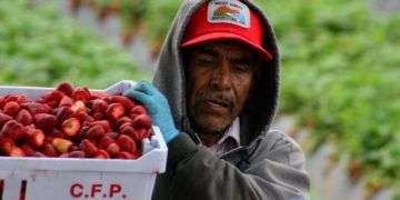 Trabajadores recolectores de fresas en Oxnard, California. En su mayoría son inmigrantes mexicanos. Foto: David Bacon / cuartoscuro.com.