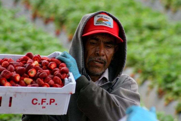 Trabajadores recolectores de fresas en Oxnard, California. En su mayoría son inmigrantes mexicanos. Foto: David Bacon / cuartoscuro.com.