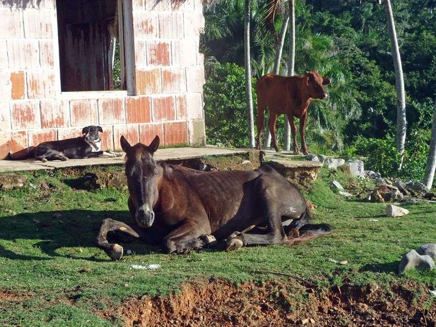 Finca de Ariel Ruiz Urquiola y familia en Viñales.