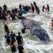 Miembros de la Prefectura Naval Argentina y voluntarios trabajan para rescatar a una ballena jorobada varada en Mar del Plata este lunes 9 de abril de 2018. Foto: Pablo Hugo Funes / AP.