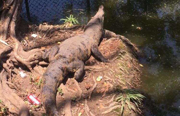 A los cocodrilos del Zoológico de La Habana los visitantes le lanzan latas, botellas y otros objetos para que se muevan cuando están tomando el sol. Foto: Alejandra García / Granma.