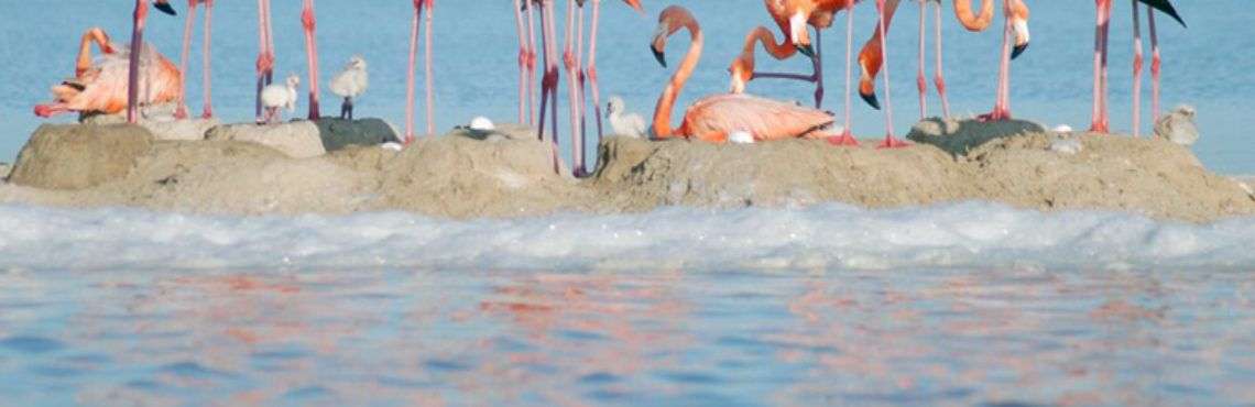 El flamenco rosado es una de las especies compartidas entre Cuba y México. En la foto, flamencos rosados en Yucatán. Foto: Yucatán Travel.