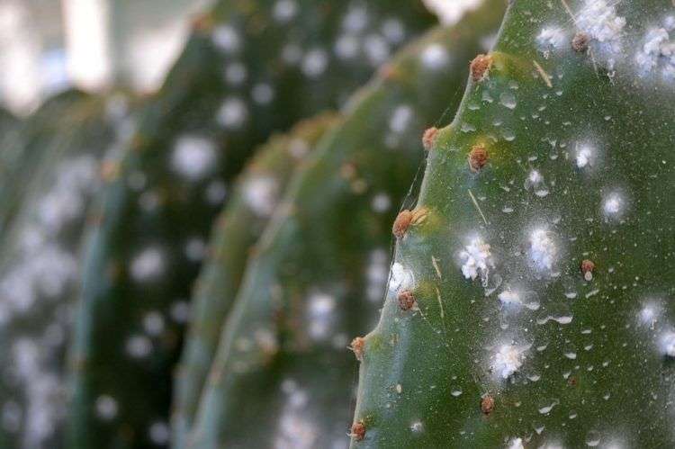 La cochinilla (Dactylopius coccus) es un insecto parásito de plantas perteneciente a la familia Dactylopidae, cuyo huésped son los nopales o tunas.