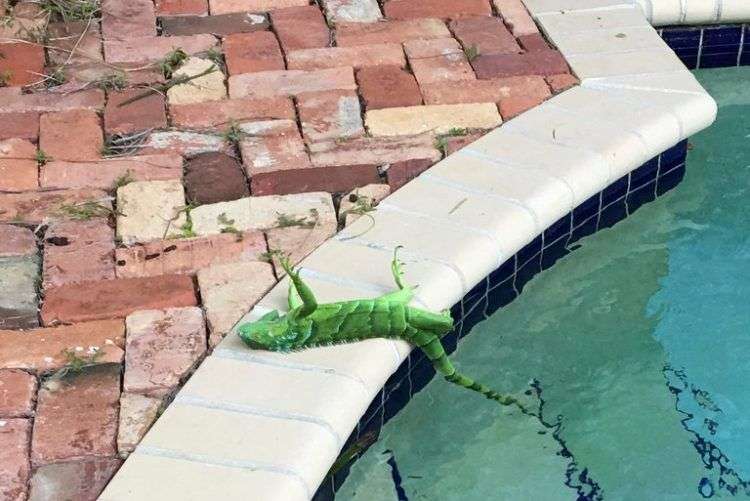 Iguana aturdida por el frío en Boca Ratón, Florida, hoy. Foto: Frank Cerabino.