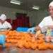 Fábrica de croquetas Prodal. Foto: Raquel Pérez Díaz / Cartas desde Cuba.