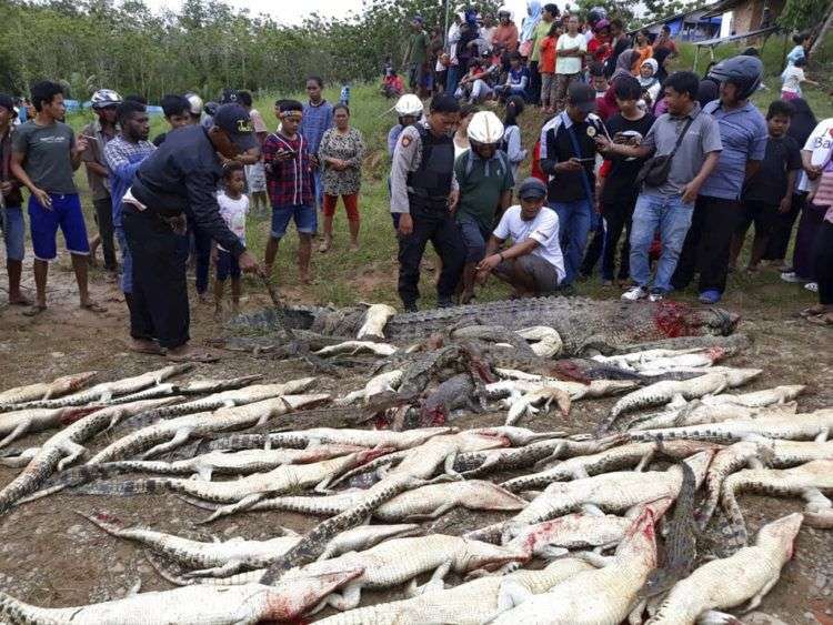 Cadáveres de los cocodrilos que mataron aldeanos en Sorong, Papúa Occidental, Indonesia. Foto: AP.