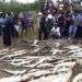 Cadáveres de los cocodrilos que mataron aldeanos en Sorong, Papúa Occidental, Indonesia. Foto: AP.