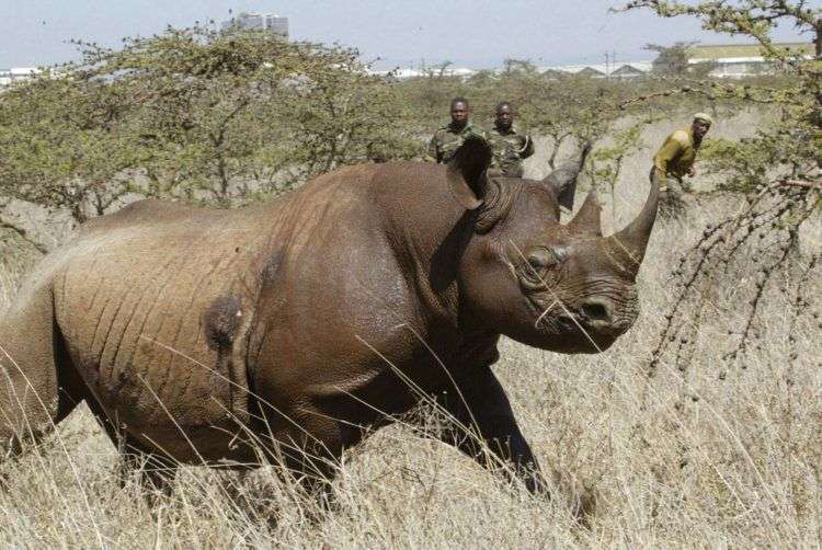 Un rinoceronte negro hembra en el Parque Nacional Nairobi, en 2006. Varios ejemplares de esta especie en peligro crítico de extinción murieron cuando se intentaba trasladarlos cientos de kilómetros a un parque nacional en Kenia. Foto: Sayyid Abdul Azim / AP.