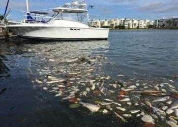 Peces flotan muertos en el suroeste de la Florida debido a la marea roja. Foto cortesía de Maureen Kloss.