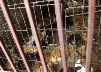 Varios perros en la jaula de uno de los mayores proveedores de perros para consumo humano en Hanói, Vietnam, en 2011. Foto: Na Son Nguyen / AP.