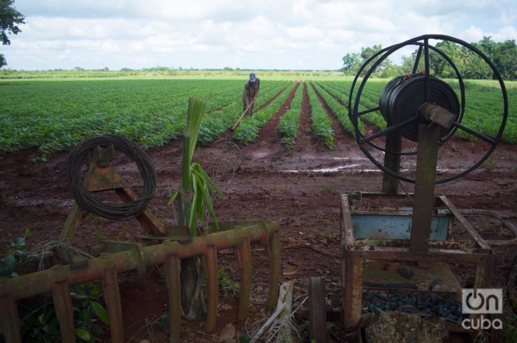 Empresa estatal agrícola Cítricos Ceiba, en la provincia cubana de Artemisa. Foto: Otmaro Rodríguez.