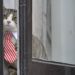 El gato de Julian Assange en una de las ventanas de la Embajada de Ecuador en Londres. Foto: EFE.