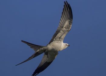 El gavilán cola de tijera está entre las especies de aves que migran con mayor fuerza desde Norteamérica hacia zonas del oriente de Cuba. Foto: José Miguel Pantaleón / flickr.com